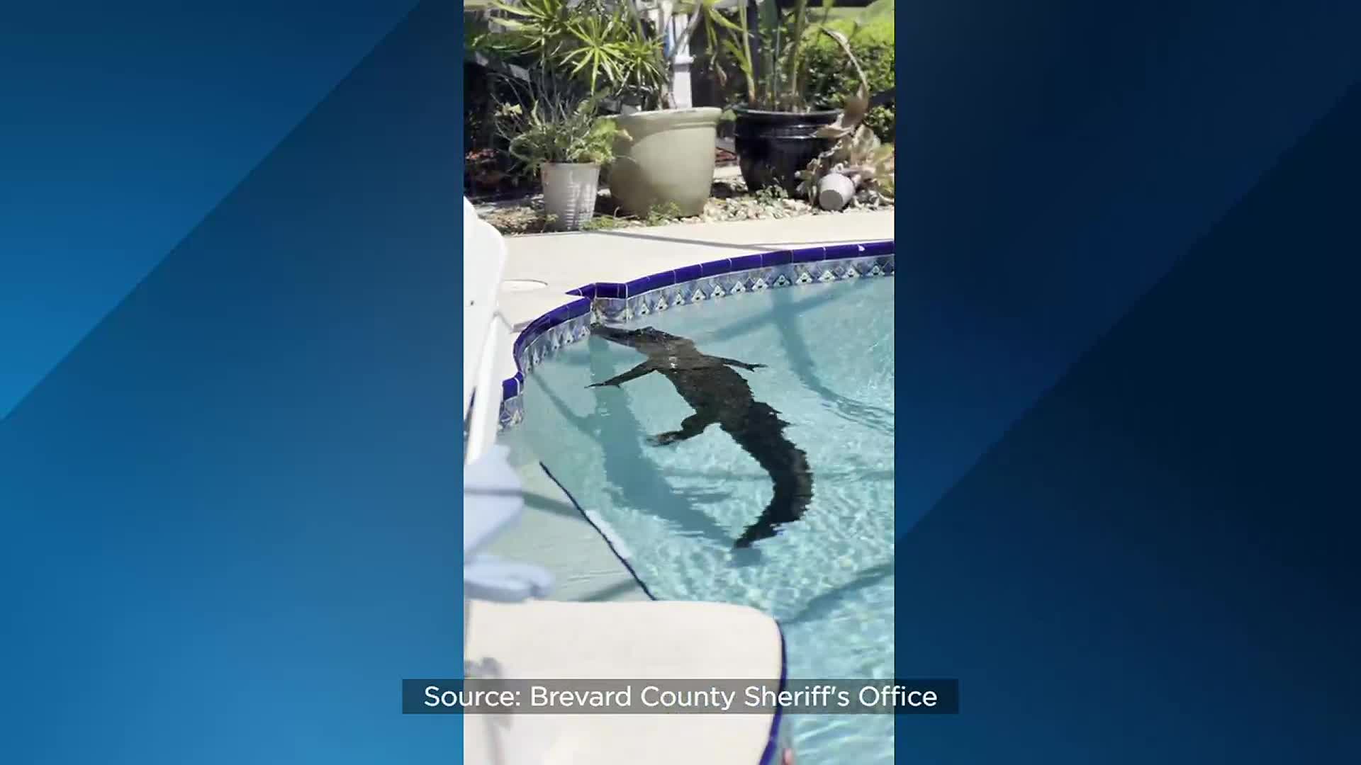 11-foot alligator found swimming in pool at Florida home