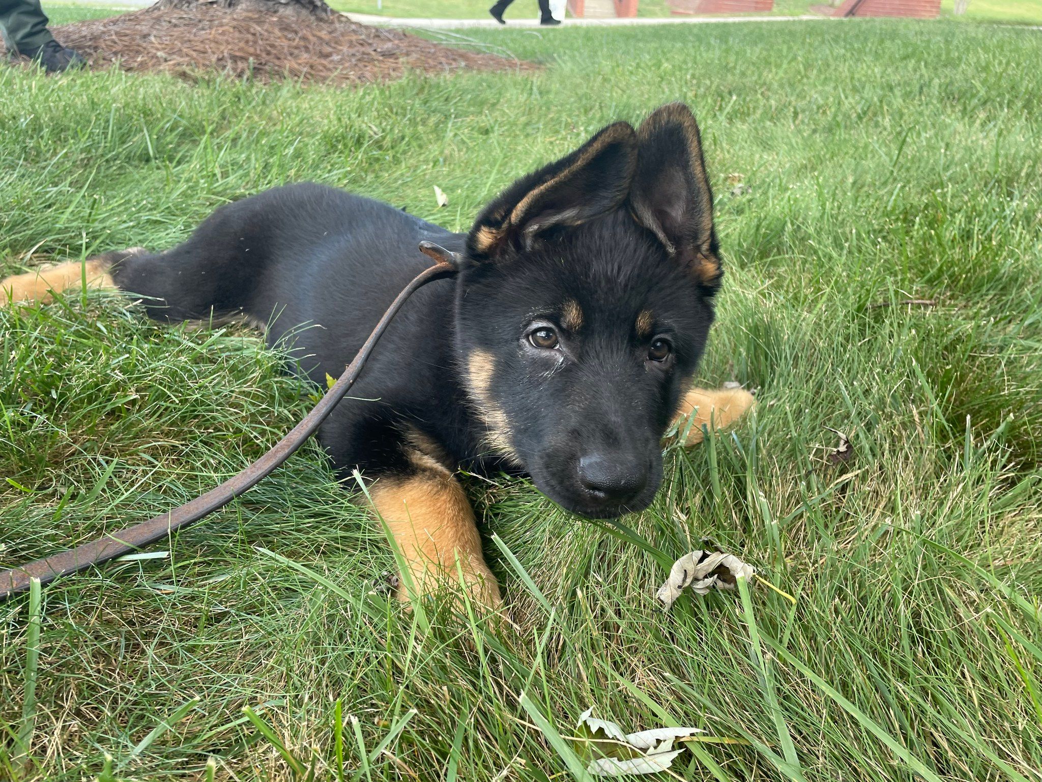 K9 Bruno is smiling for - Forsyth County Sheriff's Office