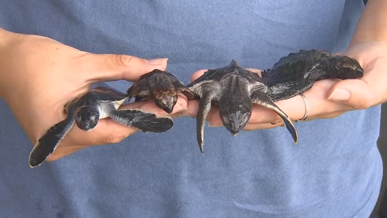 Over 200 Baby Sea Turtles at Sea Turtle Healing Center at Brevard Zoo