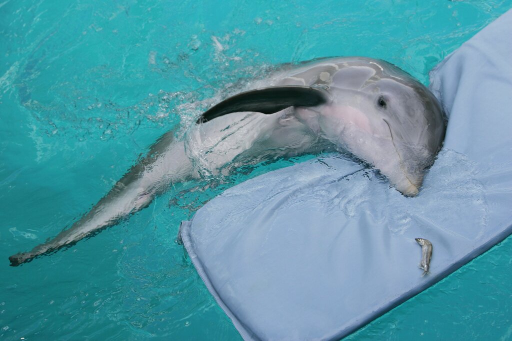 CMA: Preliminary results show Winter the Dolphin died from