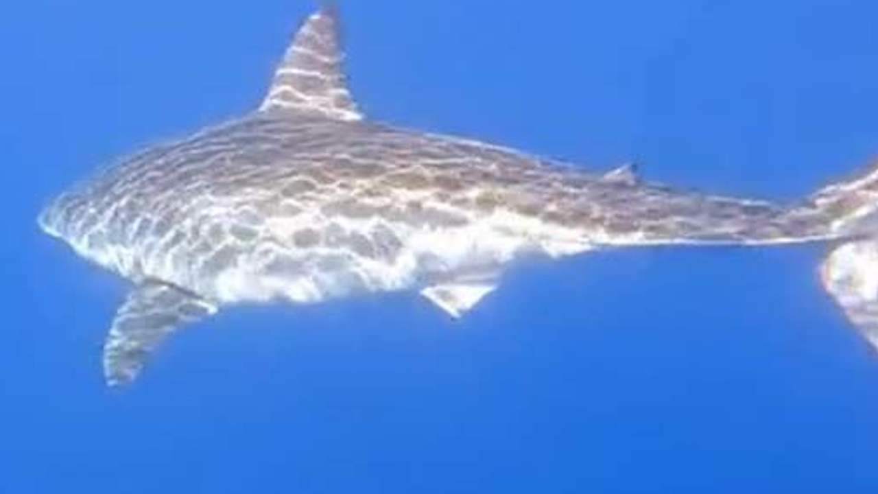 3 great white sharks pinged near the Carolinas, 1 is near Myrtle Beach