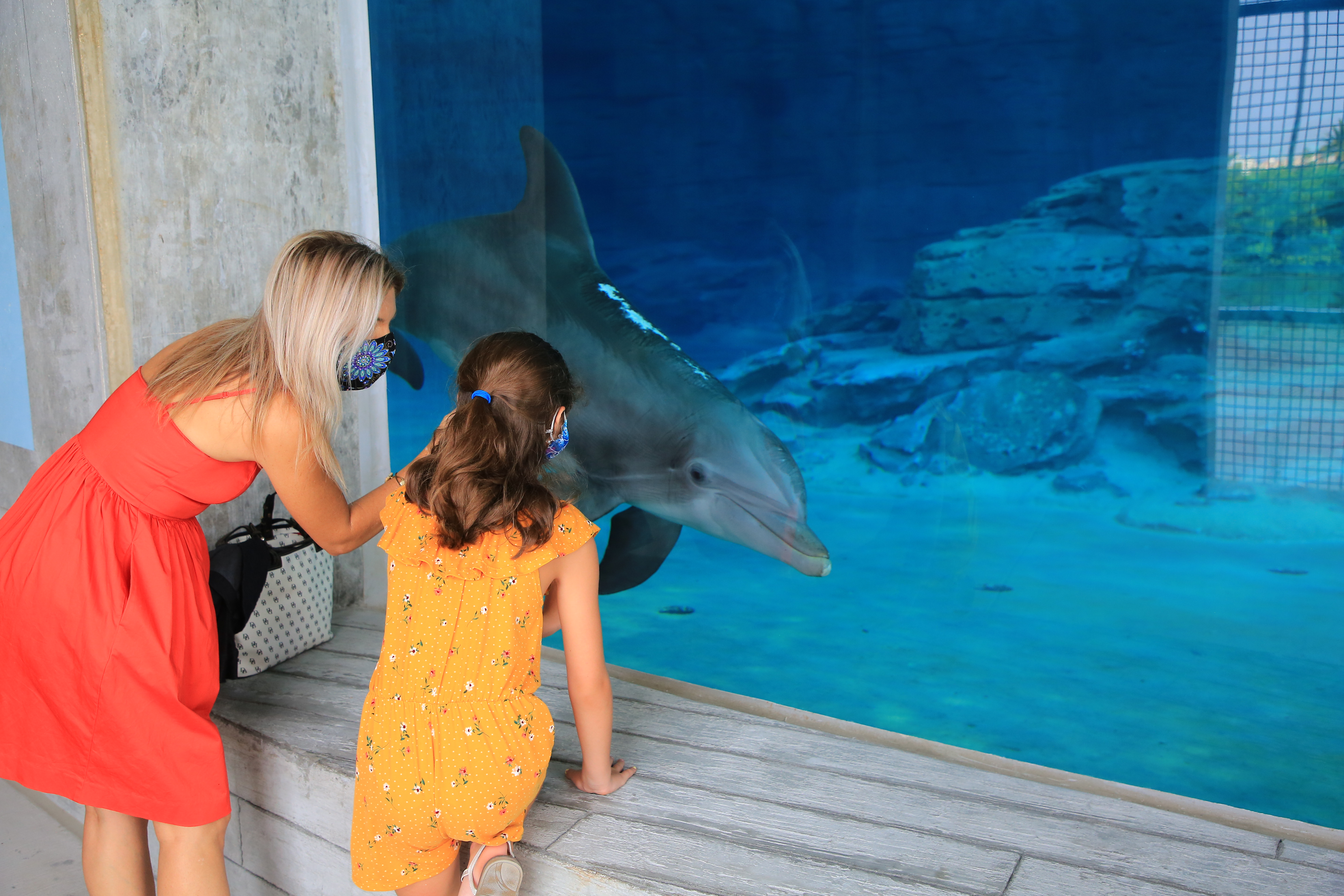 Stone Dolphin Complex Webcam 1 - Pool 1 - Clearwater Marine Aquarium