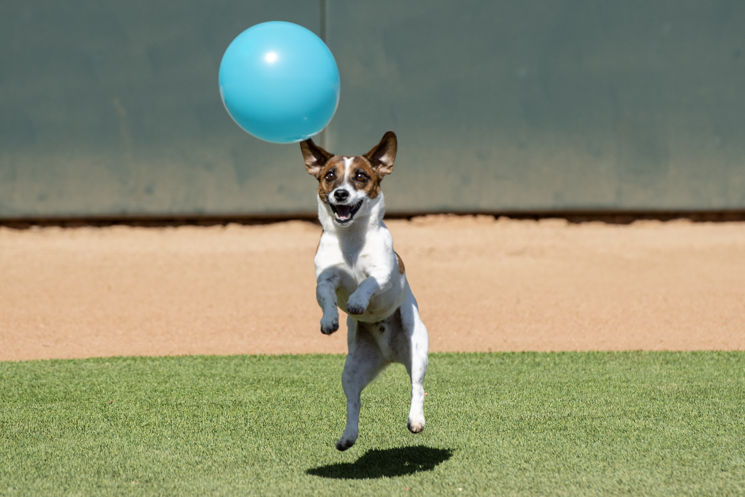 Fast little legs: Russell Terrier Macho declared fastest doggie baserunner  at Dodger Stadium – KIRO 7 News Seattle
