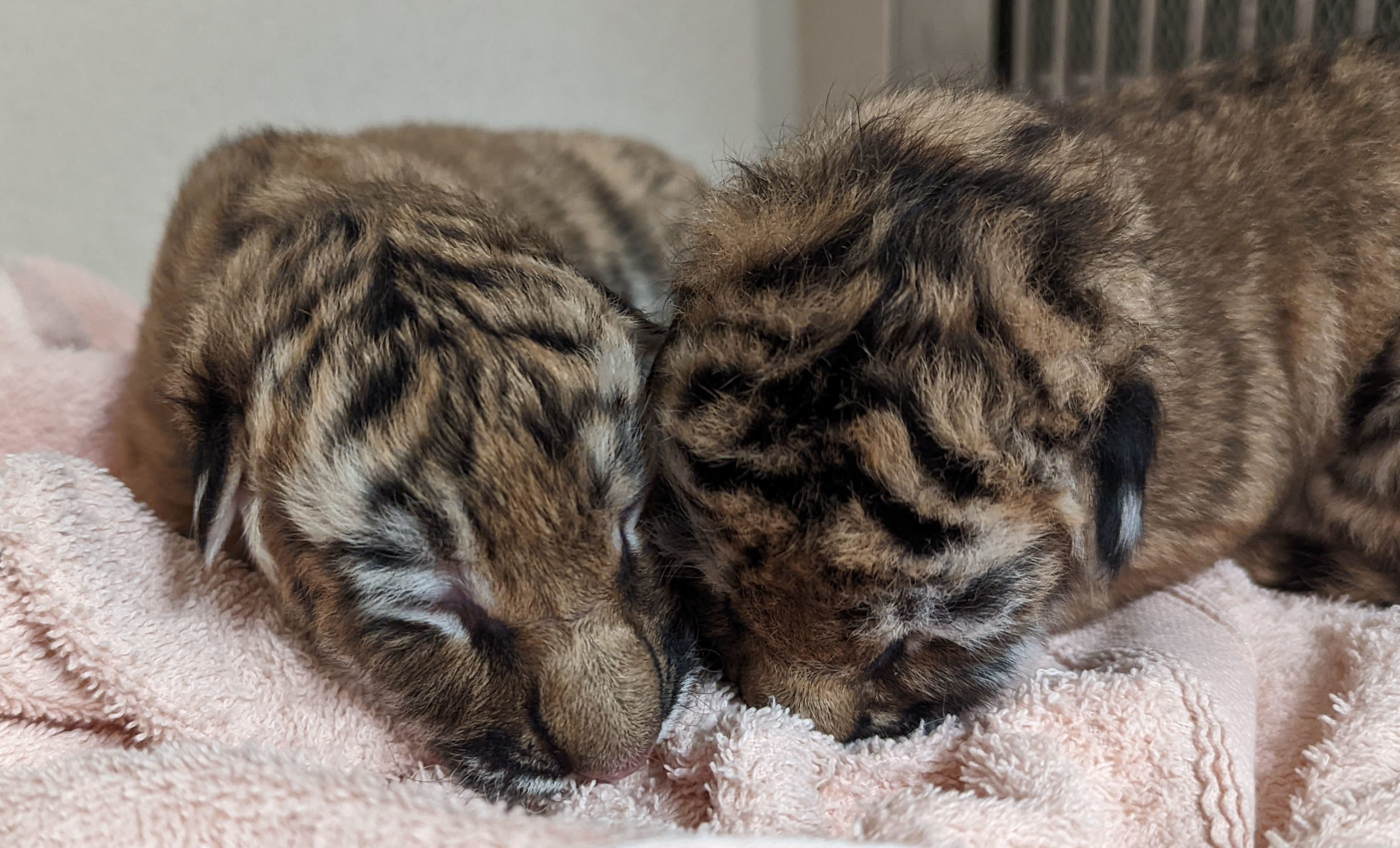 Oh, baby! Indianapolis Zoo welcomes tiger triplets – KIRO 7 News Seattle