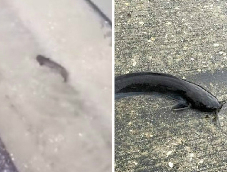 Catfish swimming in the streets after severe flooding in Tampa WDBO