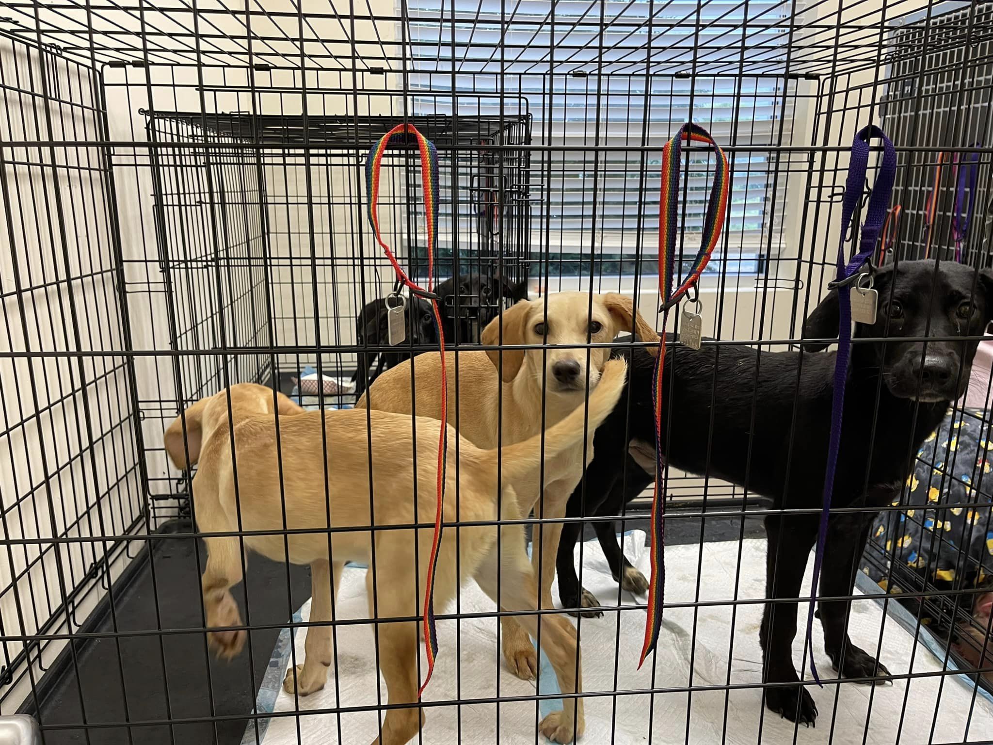 Butler humane hot sale society dogs