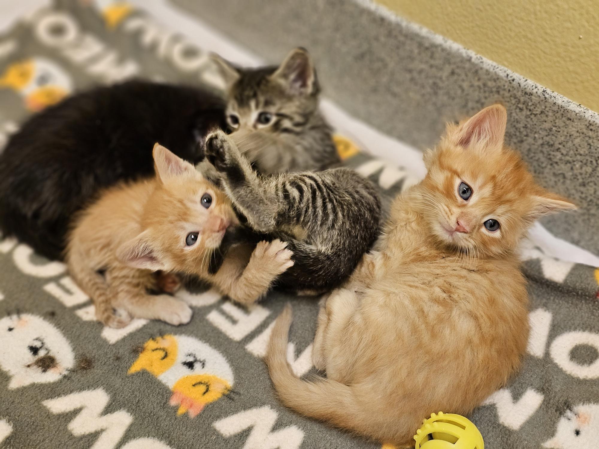Pasado's Safe Haven rescues 17 cats abandoned on a front lawn