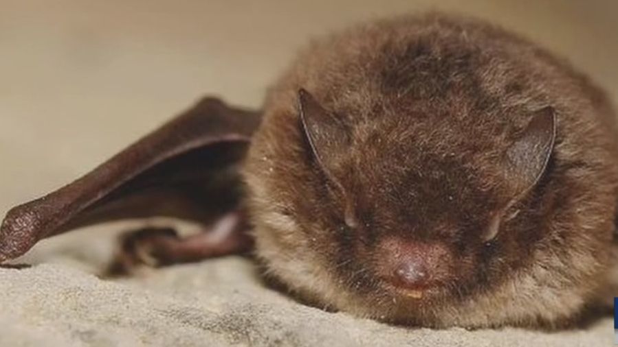 A man bitten by a ferocious bat found in Sammamish – KIRO 7 News Seattle