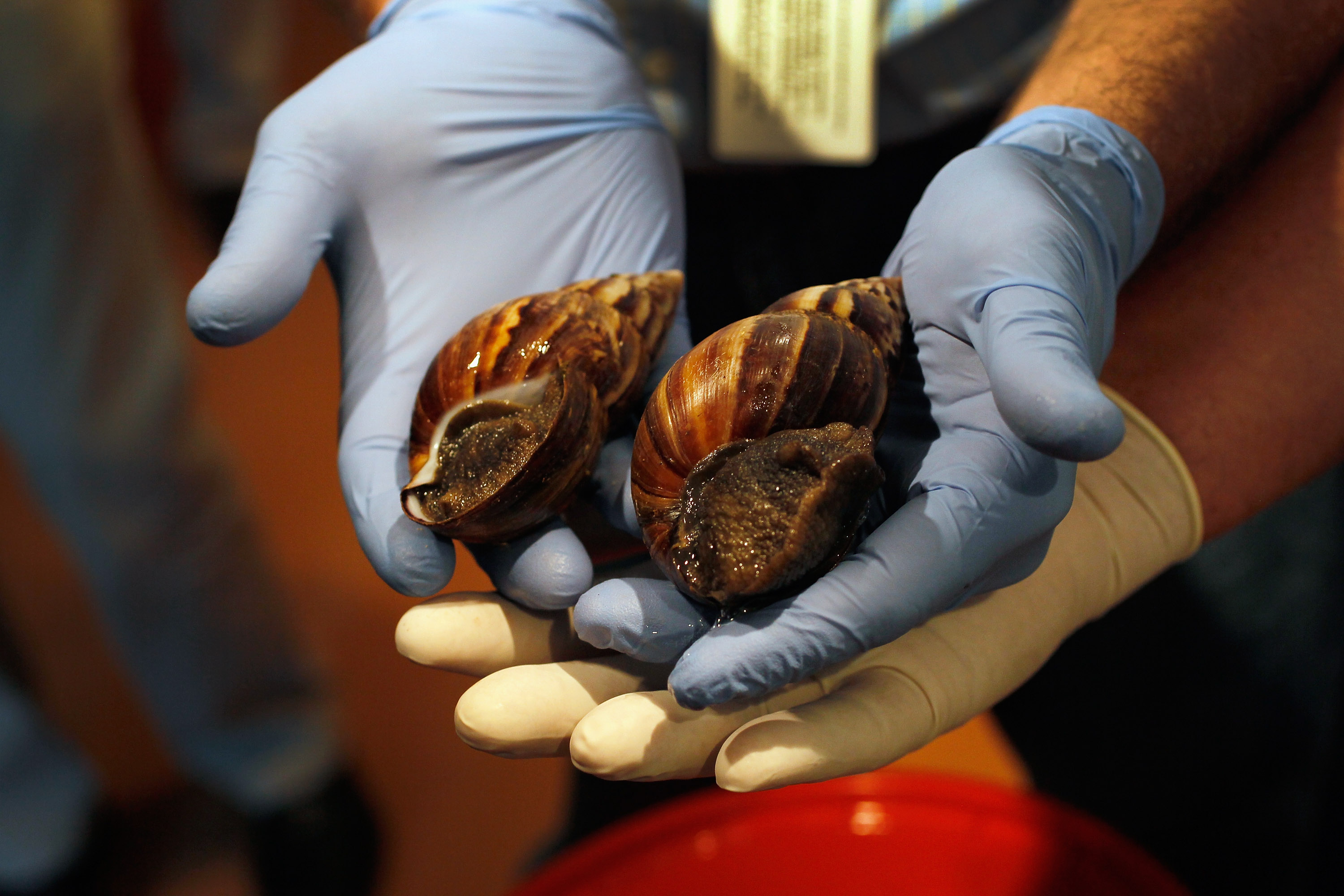 More Than A Dozen Giant Snails Seized At Texas Airport Flipboard