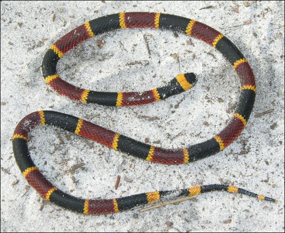 Coral Snake in Florida Everglades Holiday Park