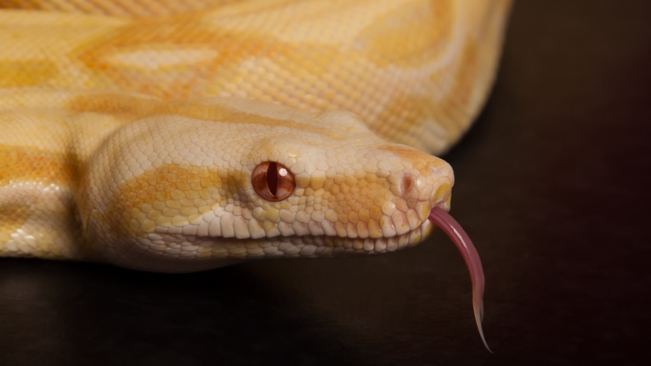 Big albino boa constrictor mistaken for a python in Florida backyard