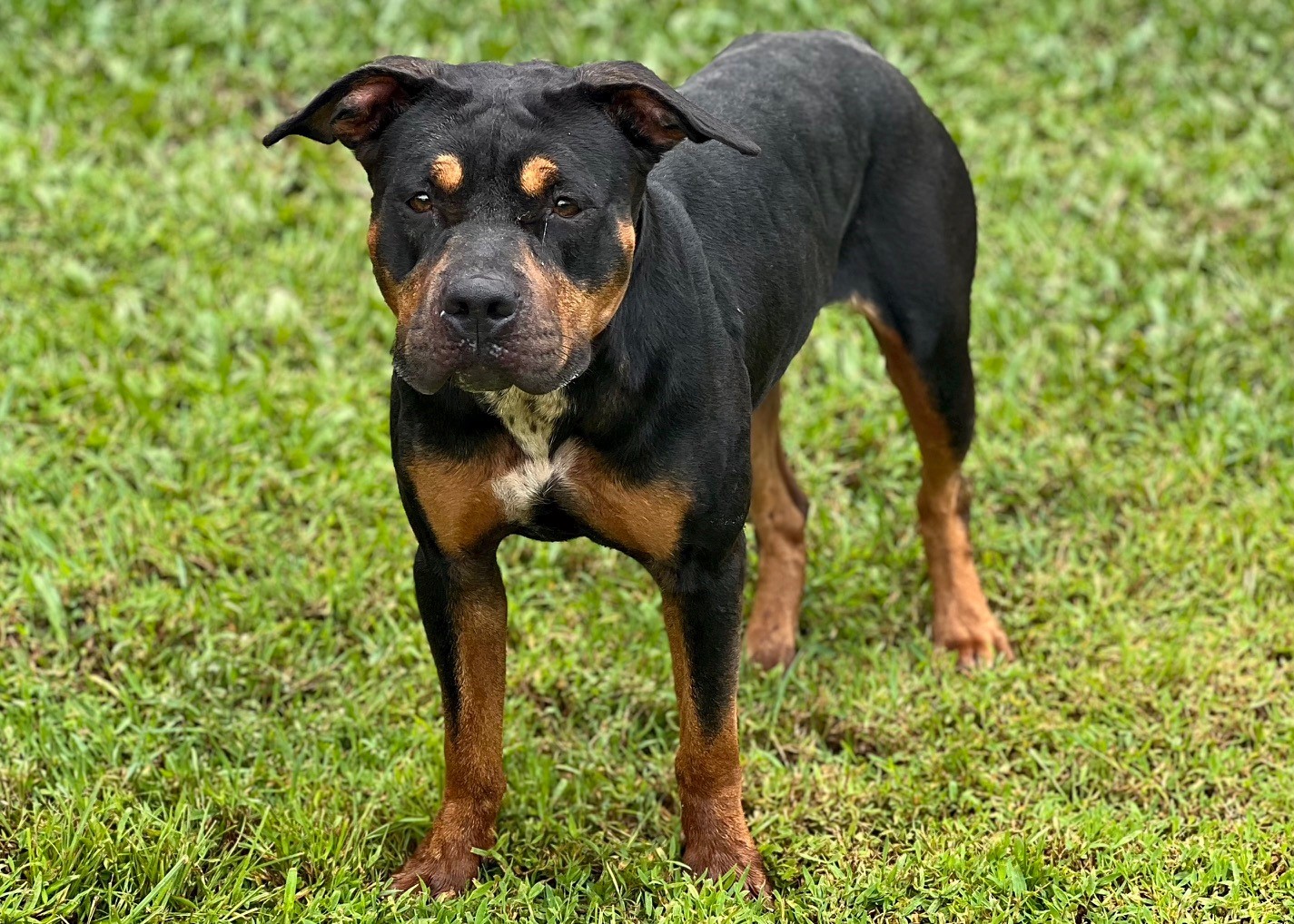 Rottweiler And Pitbull Mix Tan