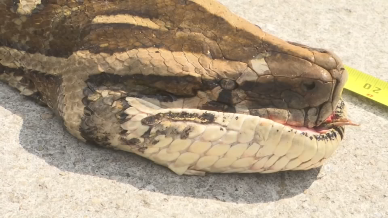 Burmese Python Teeth