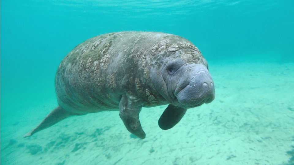 September 7th is International Manatee Day – WDBO