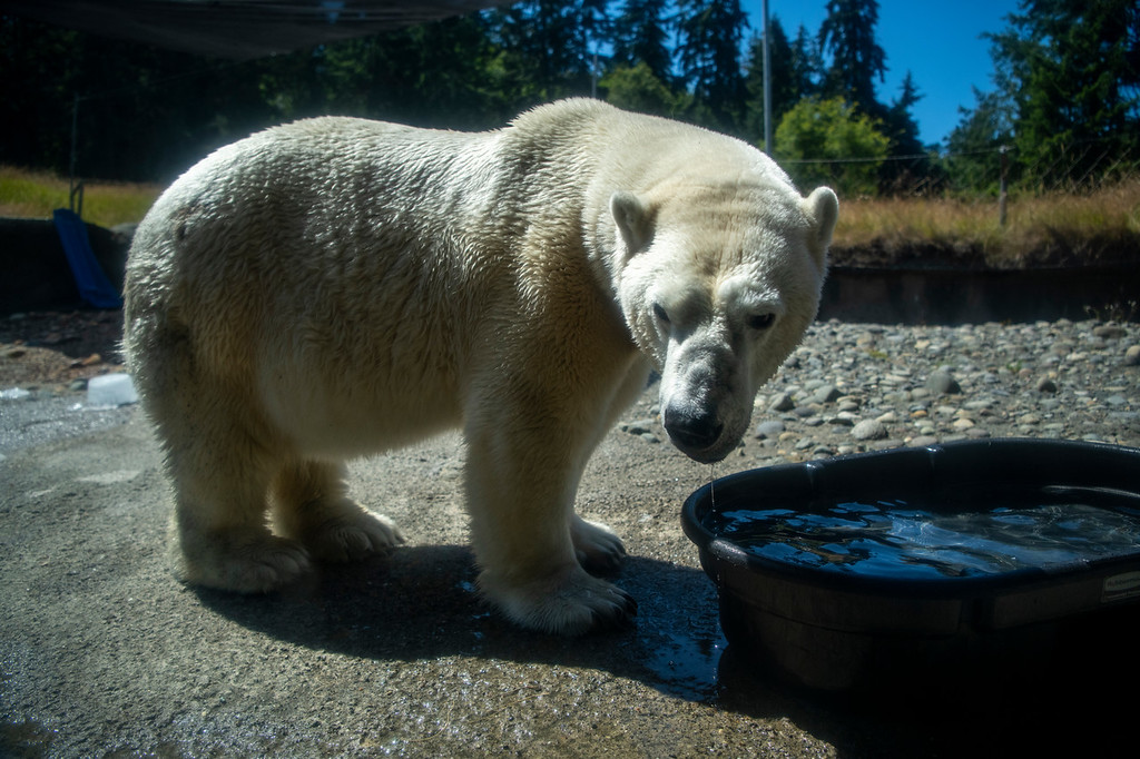 New York Mets on X: The Polar Bear on the prowl in the Pacific