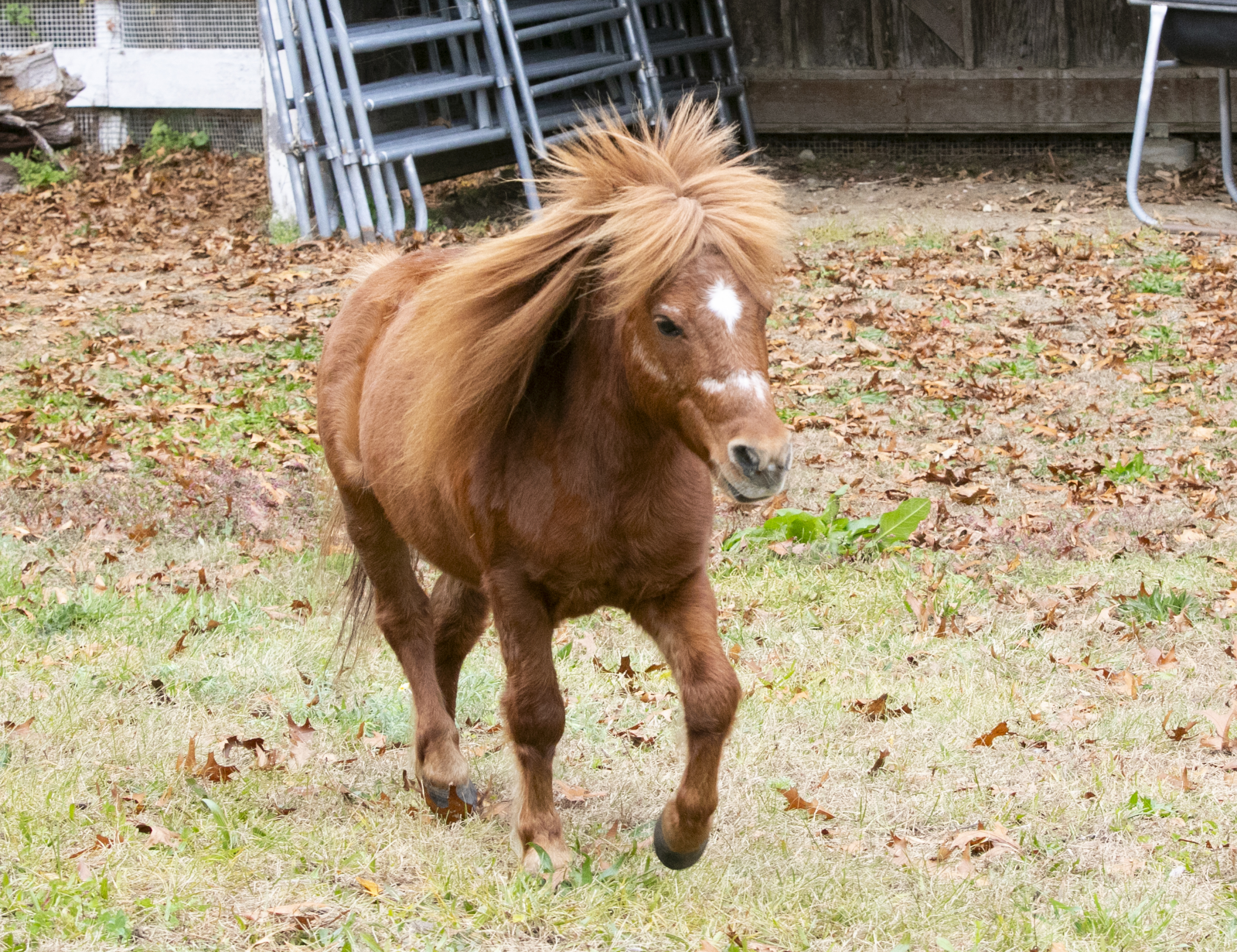 Mini stallion siblings in Dedham looking for new home – Boston 25 News