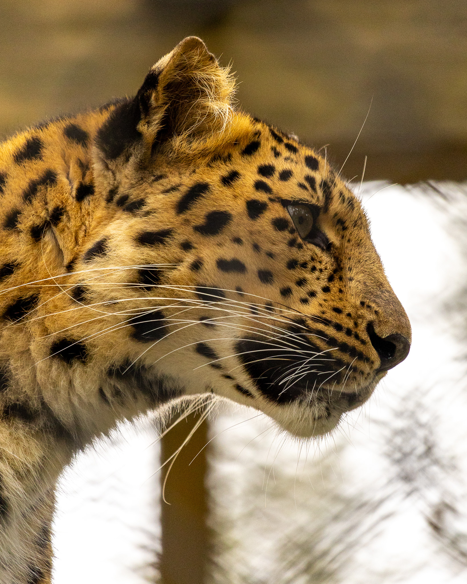 New Amur leopard expansion habitat comes roaring into Central