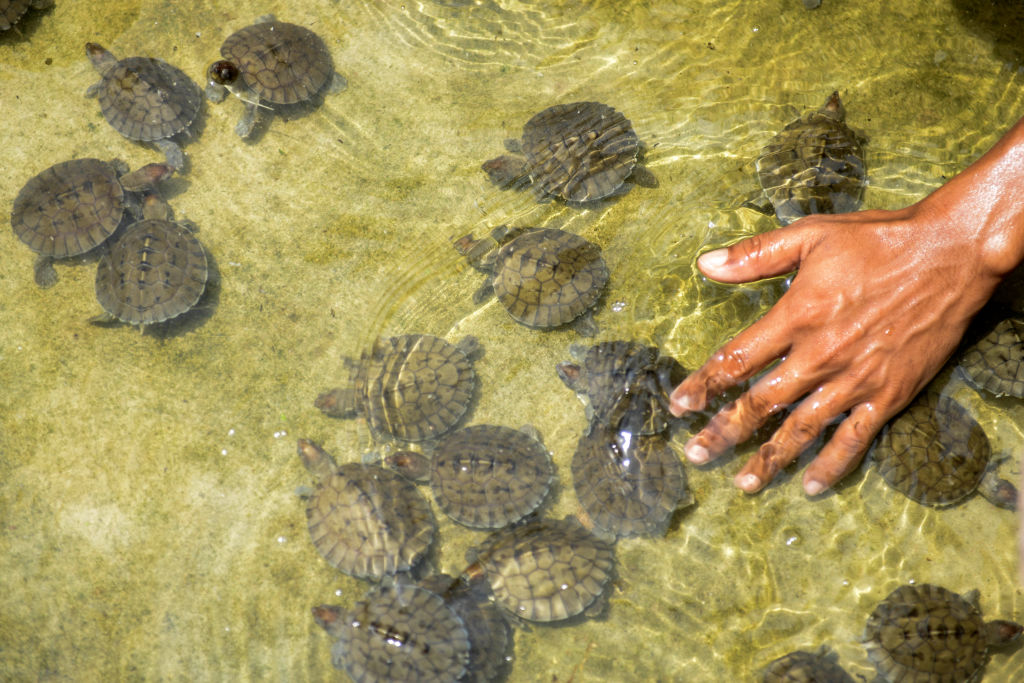 Houston Zoo welcomes four baby painted terrapin turtles – WFTV