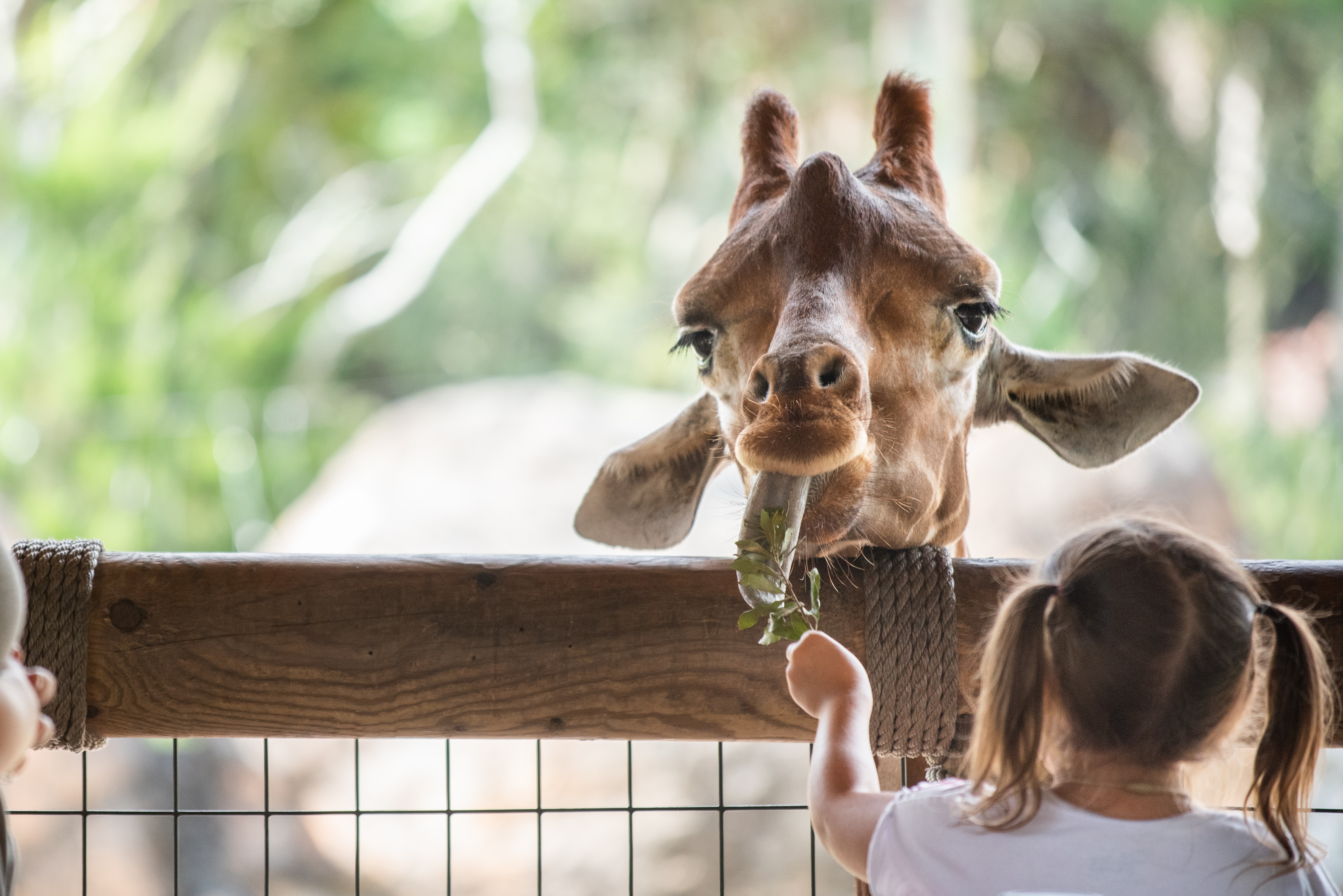 Jacksonville Zoo and Gardens looking to raise 250,000 by Sunday 104.