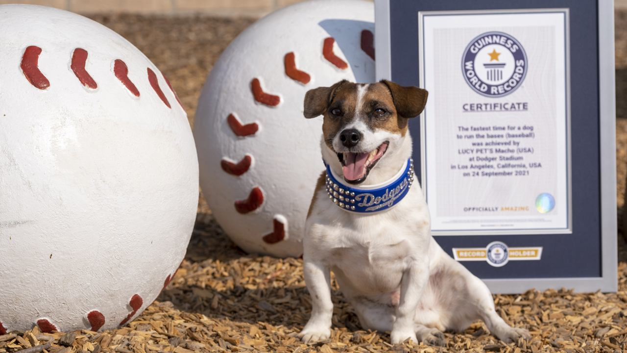 Fast little legs: Russell Terrier Macho declared fastest doggie