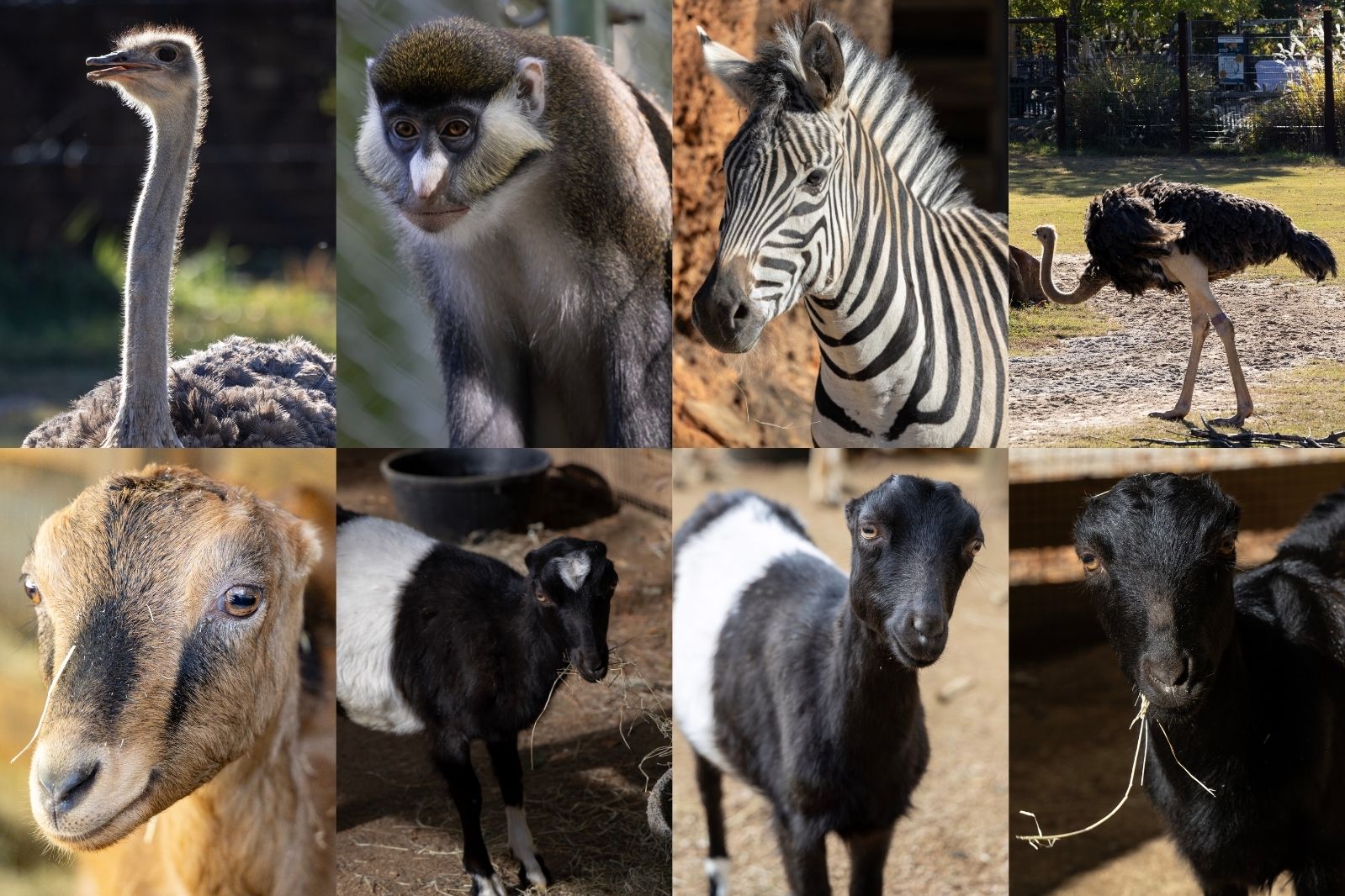 邦楽 ZORN OZROSAURUS Zeebra AREA AREA GOAT Oh Boy! Oh Boy! The Living Desert Welcomes First-Ever Addra