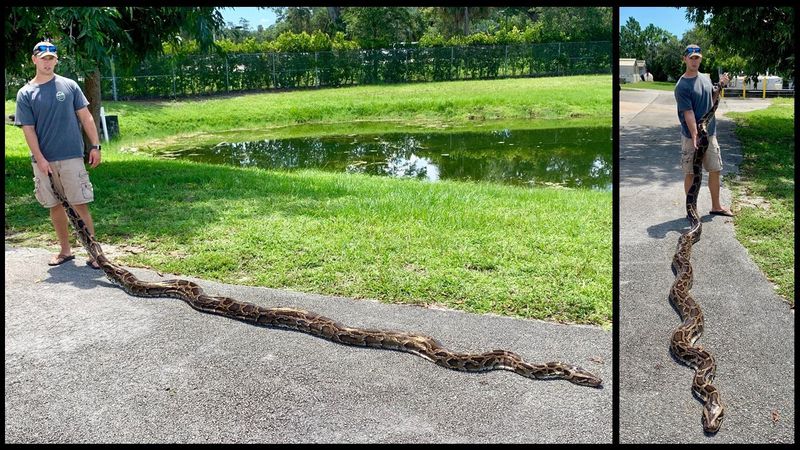 Second Largest Python On Record Caught In Florida Everglades – WDBO