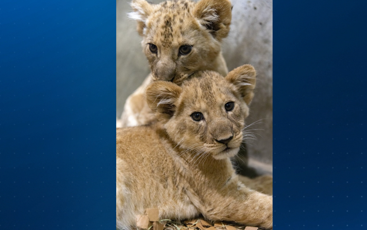Woodland Park Zoo's lion cubs officially have names – KIRO 7 News