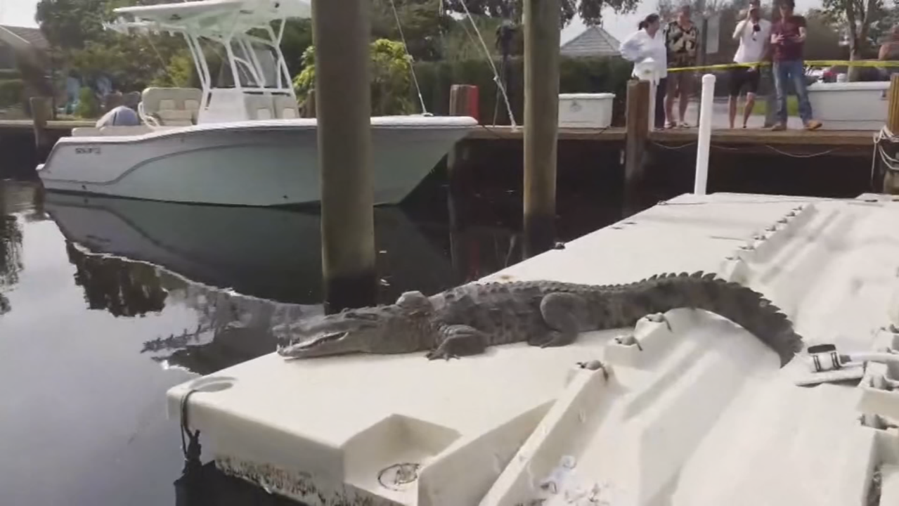 Crocodile Spotted off Popular South Florida Fishing Pier - Florida Sportsman
