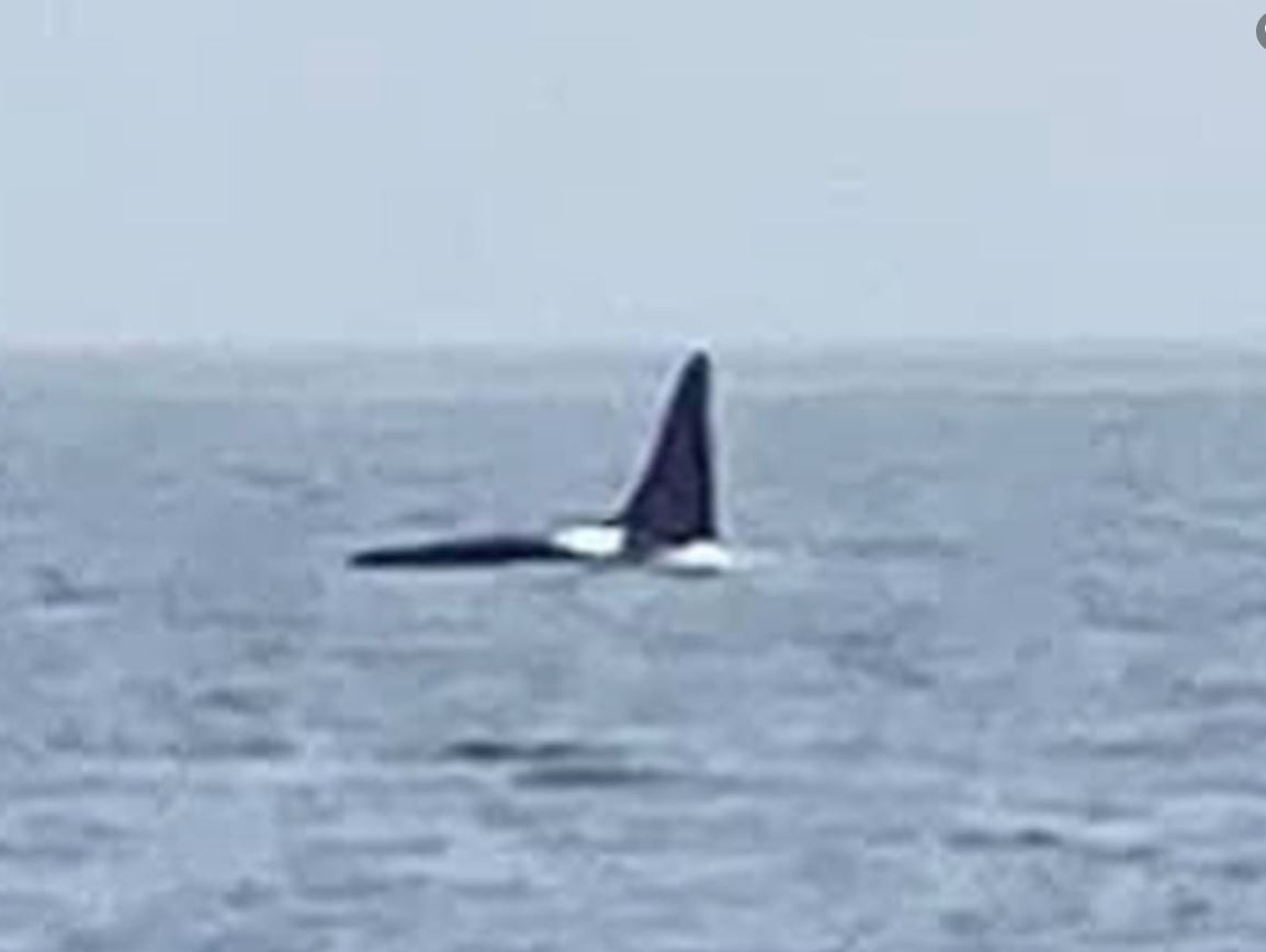 Researchers spot rare sight: Orcas in New England waters, along with dozens  of other whales, dolphins - Boston News, Weather, Sports