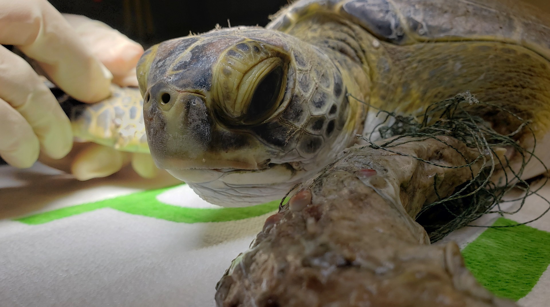 How to Help a Hooked Sea Turtle - Brevard Zoo