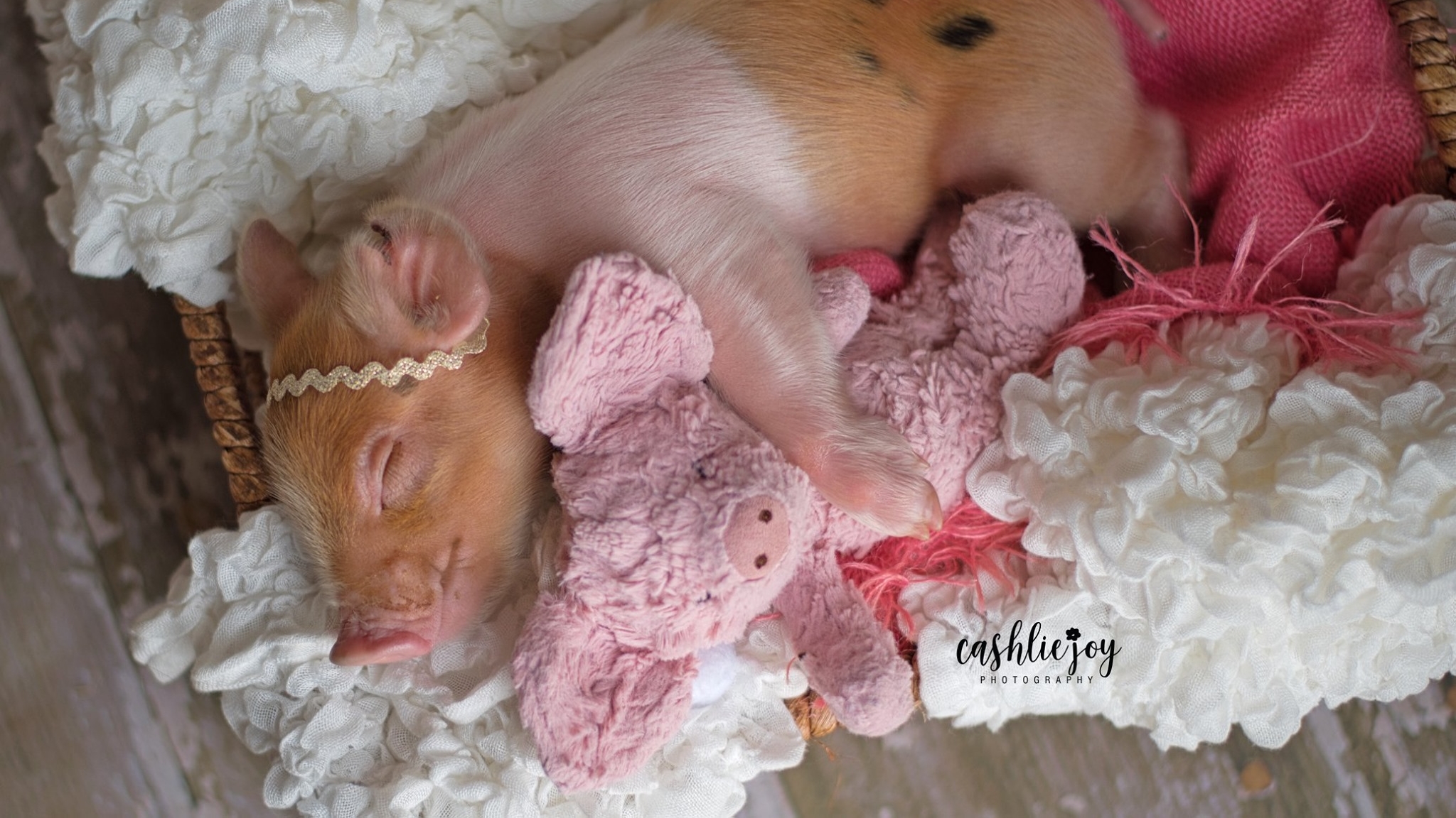 Piglet in a blanket Photographer stages newborn photoshoot of baby