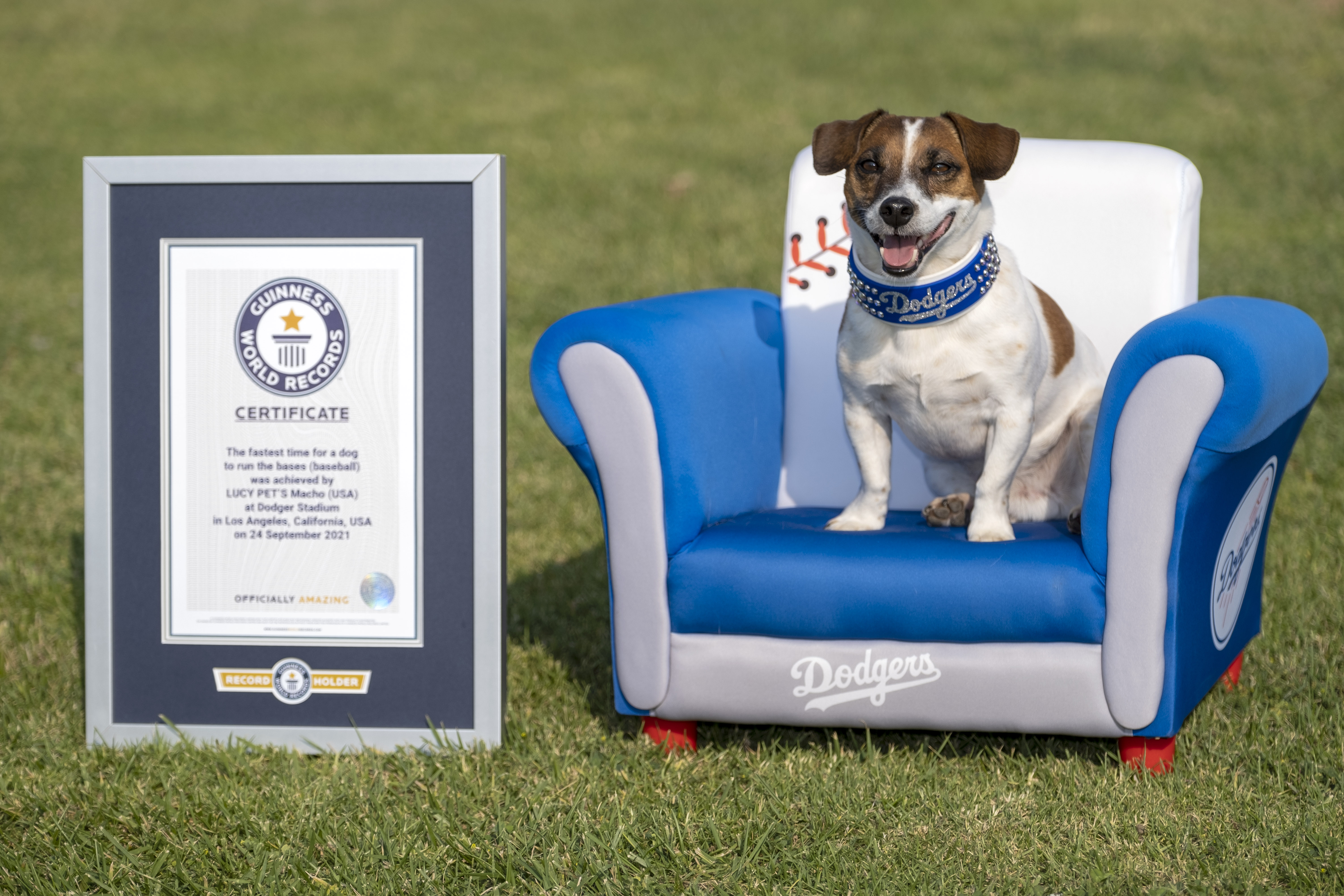 Fast little legs: Russell Terrier Macho declared fastest doggie baserunner  at Dodger Stadium – WSB-TV Channel 2 - Atlanta