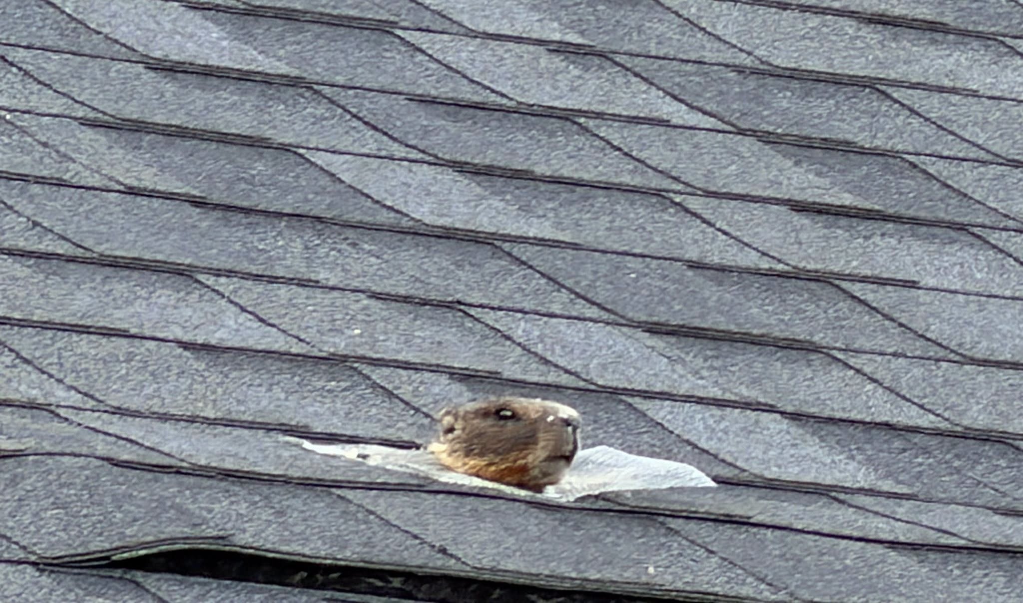 Spokane woman finds marmot living in her attic – KIRO 7 News Seattle
