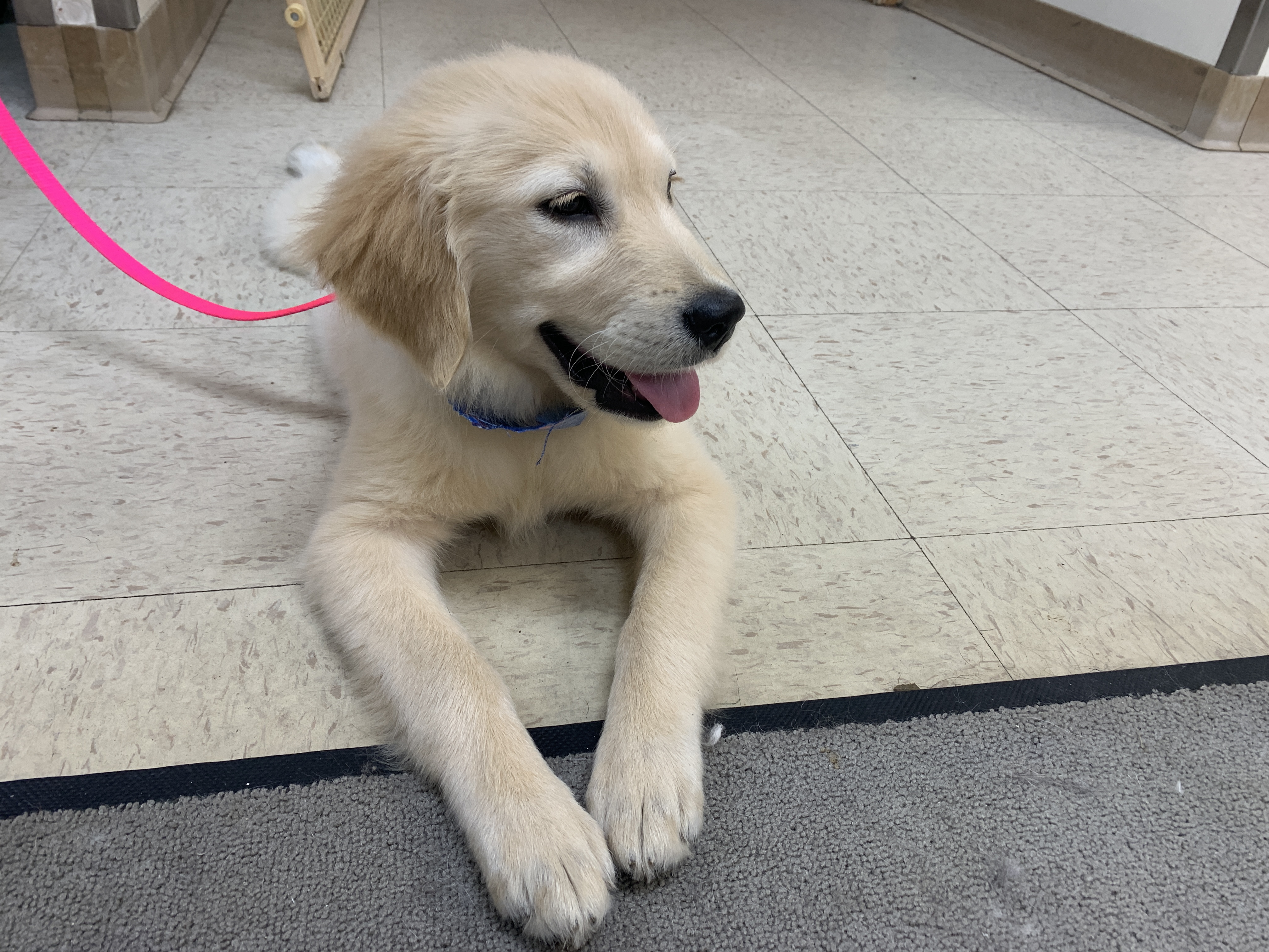 Clark County Humane Society finds forever homes for new Golden Retriever  puppies