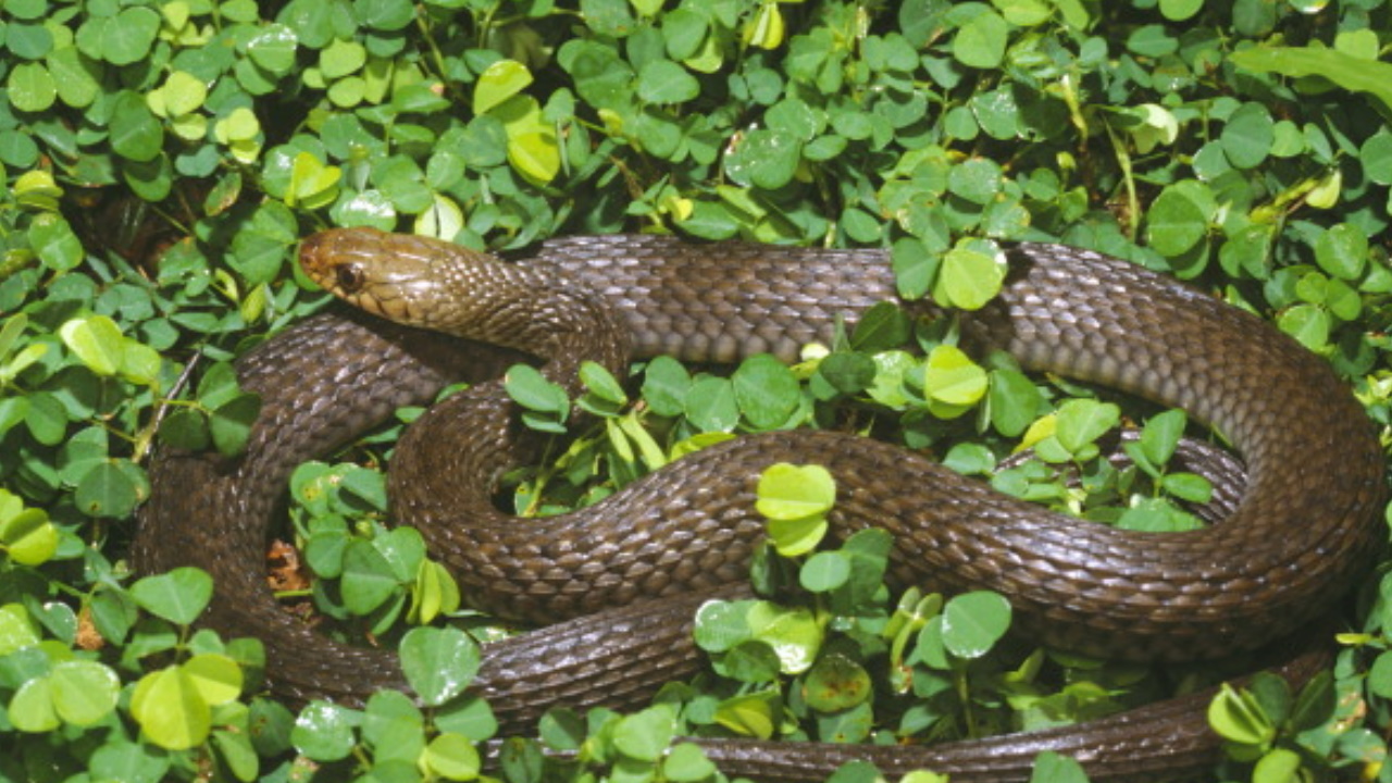 Highly Venomous 'Beast' Snake Found Inside Family Home