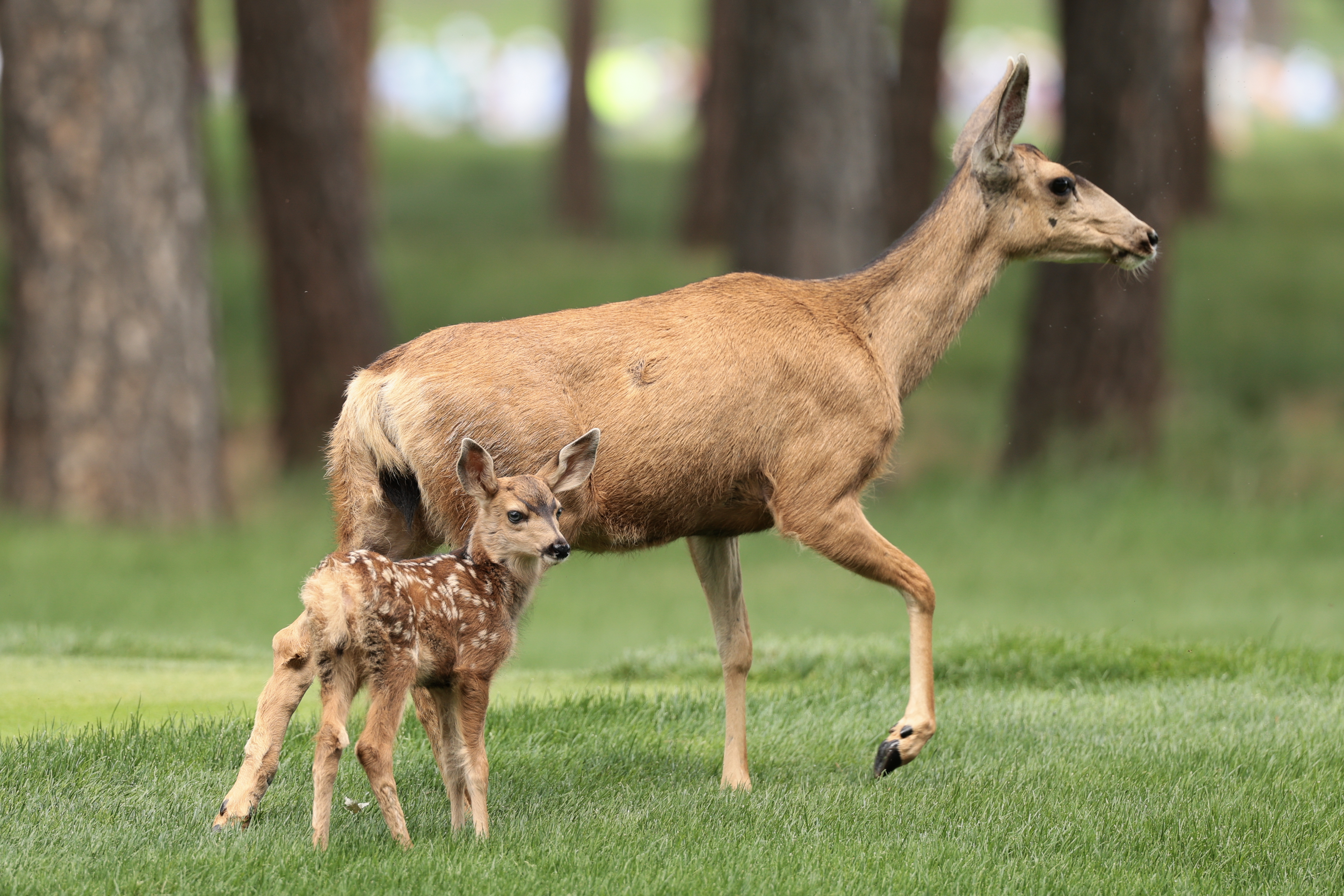 Georgia drivers warned to watch for deer in road as daylight