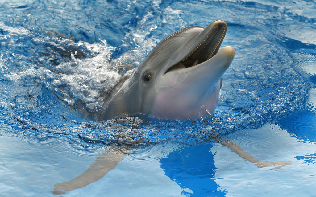 Warner Rental Program: Dolphin Tale (Other) 