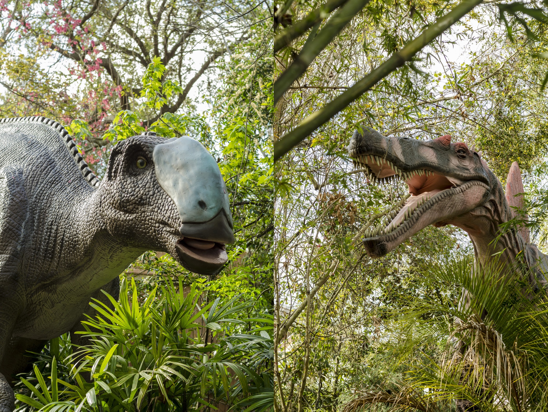 dino zoo mežciems