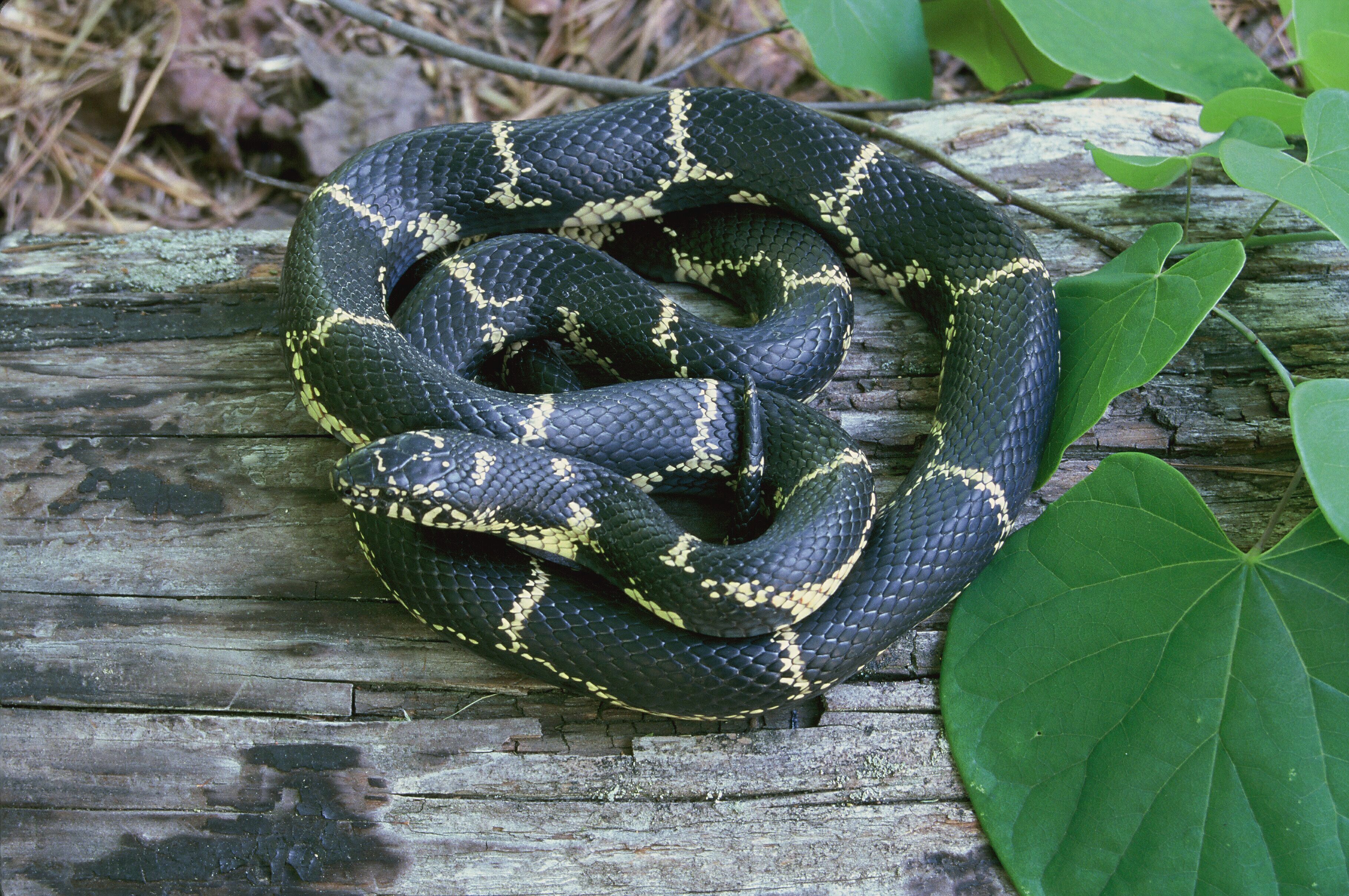 Snake Boiga androphilia yellow ring, Hea... | Stock Video | Pond5