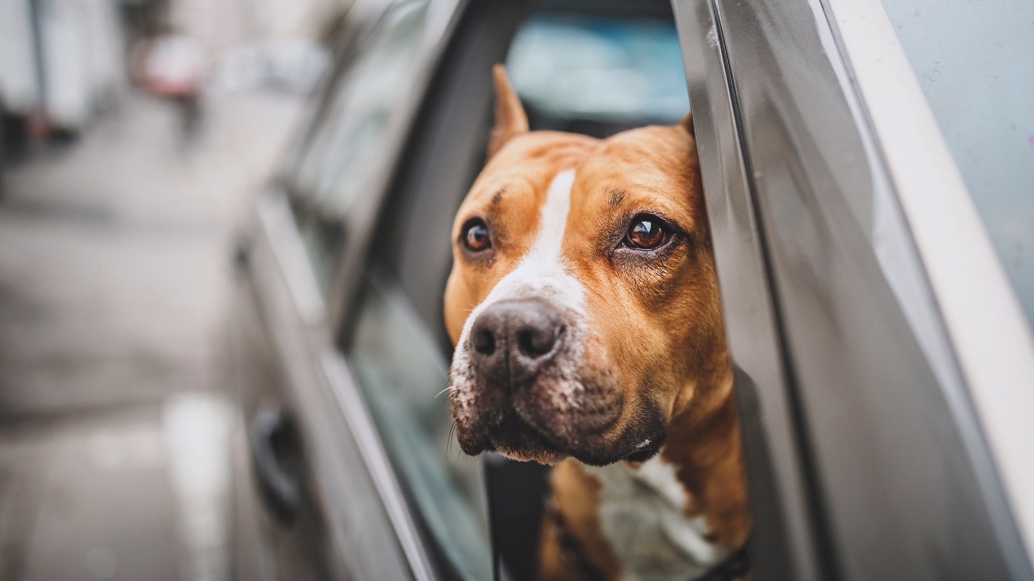 Is It Illegal To Drive With A Dog In Your Lap In Florida