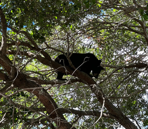 Rides reopened after black bear captured at Walt Disney World's