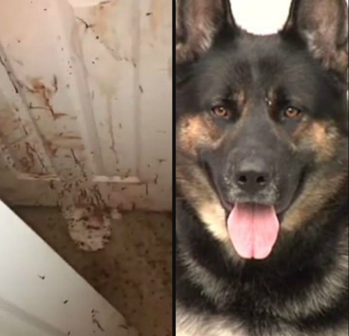 what happens if a dog attacks a intruder