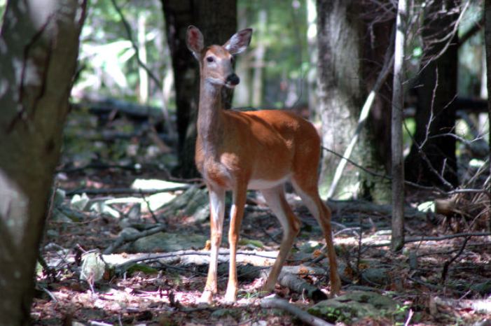 antlerless-deer-licenses-to-go-on-sale-july-13-wpxi