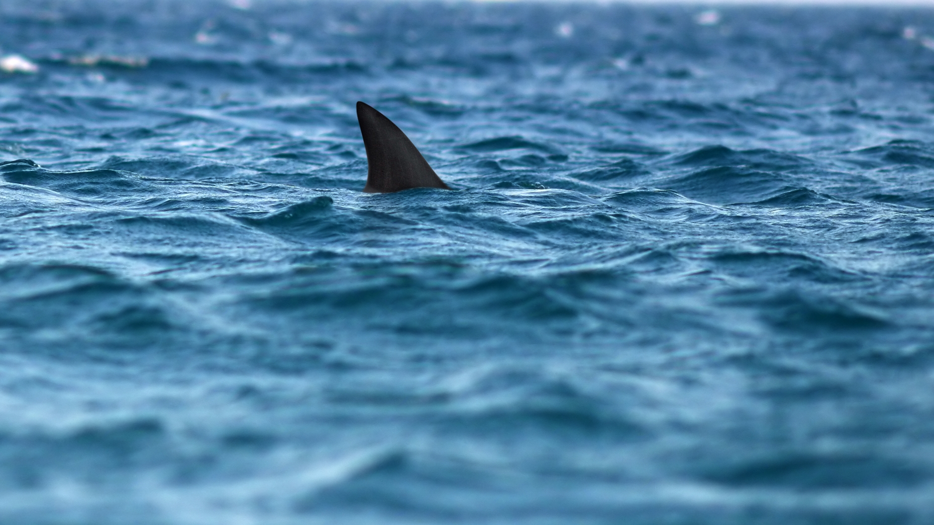 Great white sharks off Nantucket in the scientific spotlight, News & Press