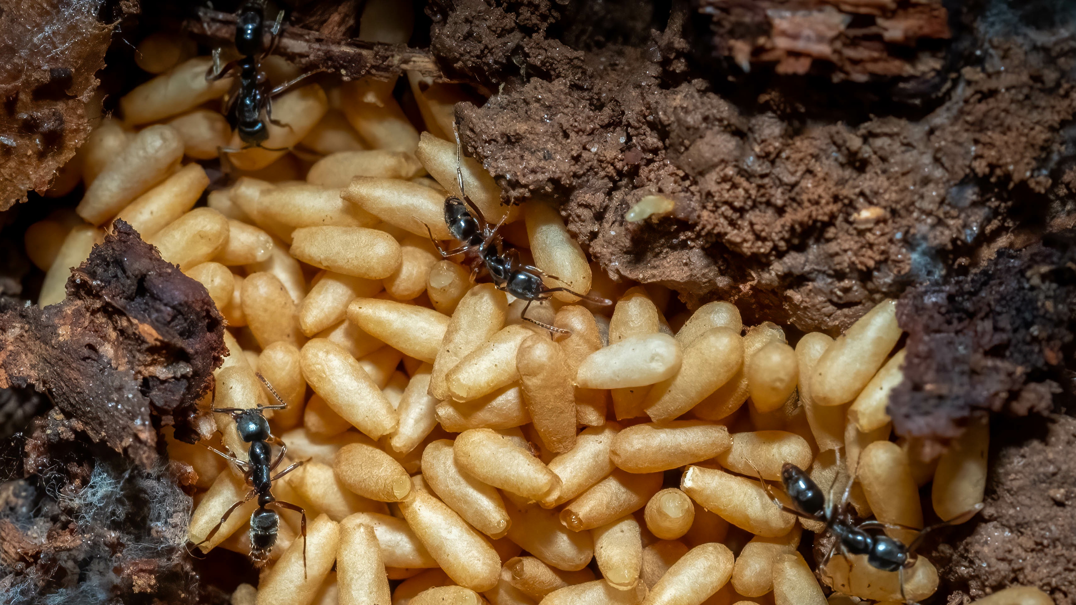 UGA insect expert says Asian needle ants could be a hidden danger