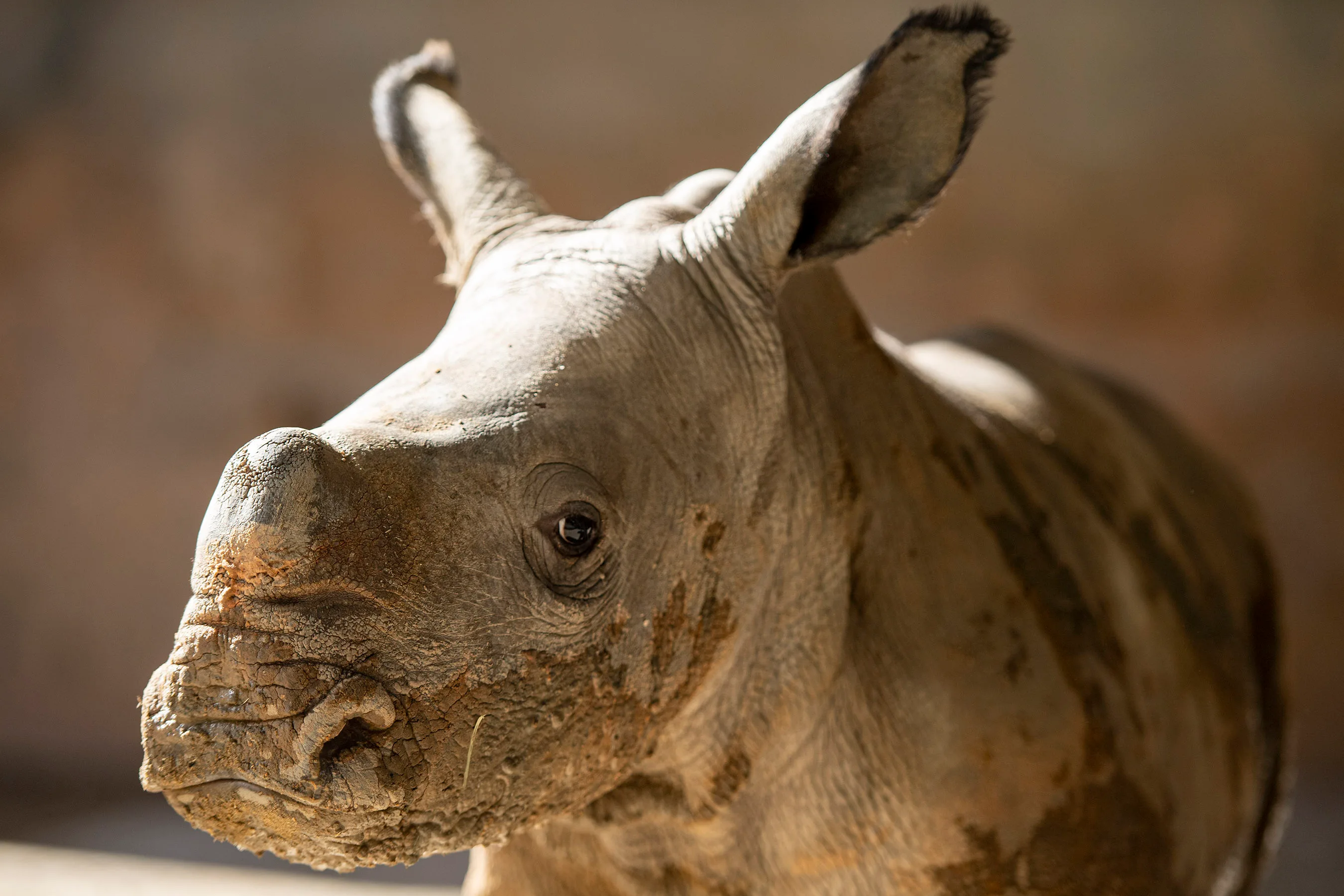 White rhino born at Animal Kingdom - WFTV