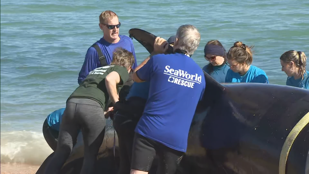 Newborn sperm whale calf strands on beach near Marineland