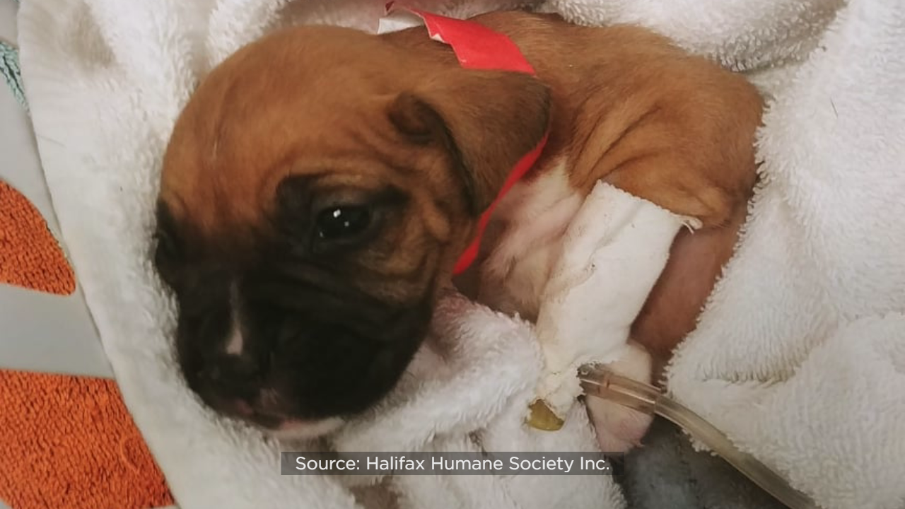 halifax humane society puppy cam