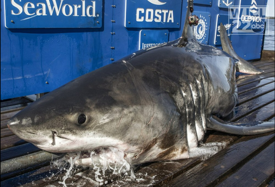 3 great white sharks have pinged off the GA/SC coast in last 24 hours –  WSB-TV Channel 2 - Atlanta