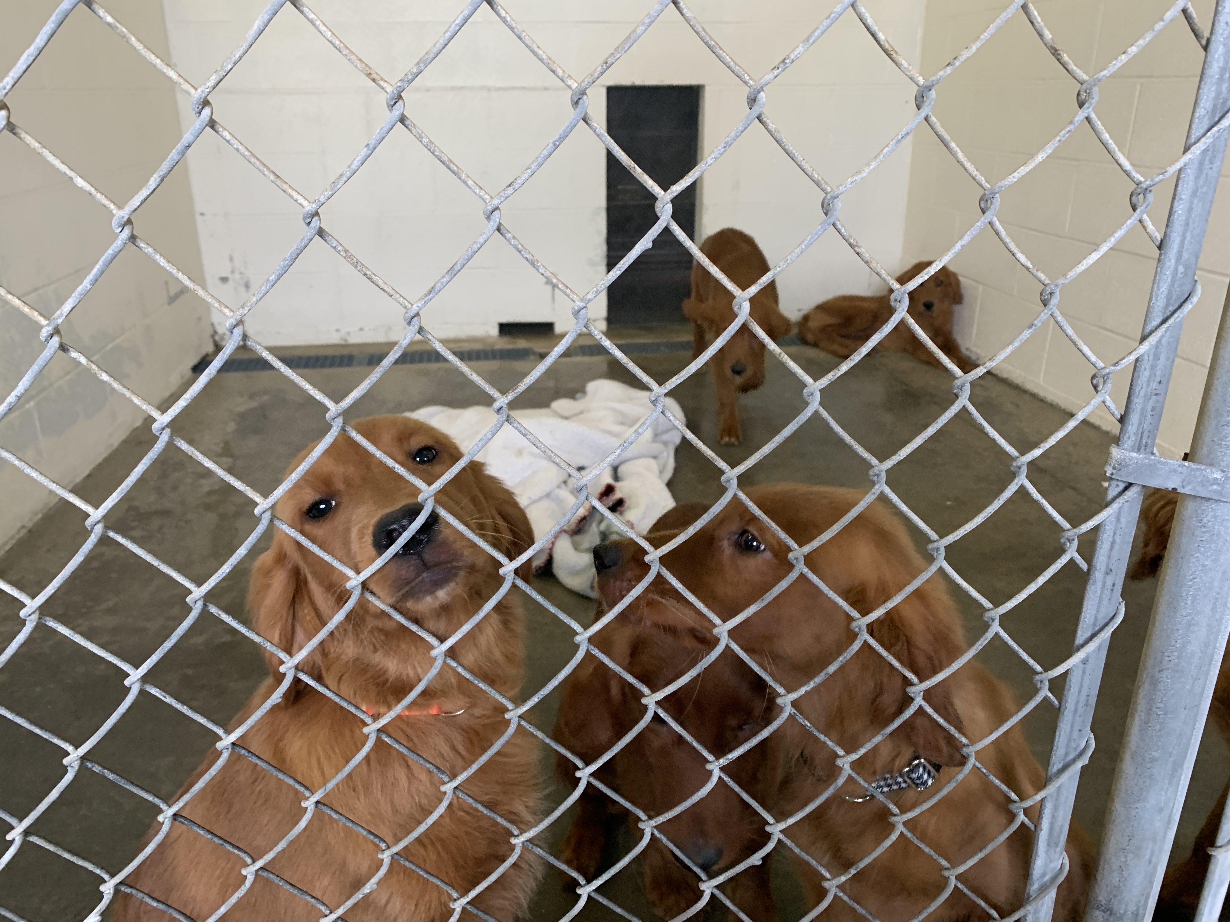 Scared to Death': 15 Golden Retriever Puppies Found Dumped in Ohio Field